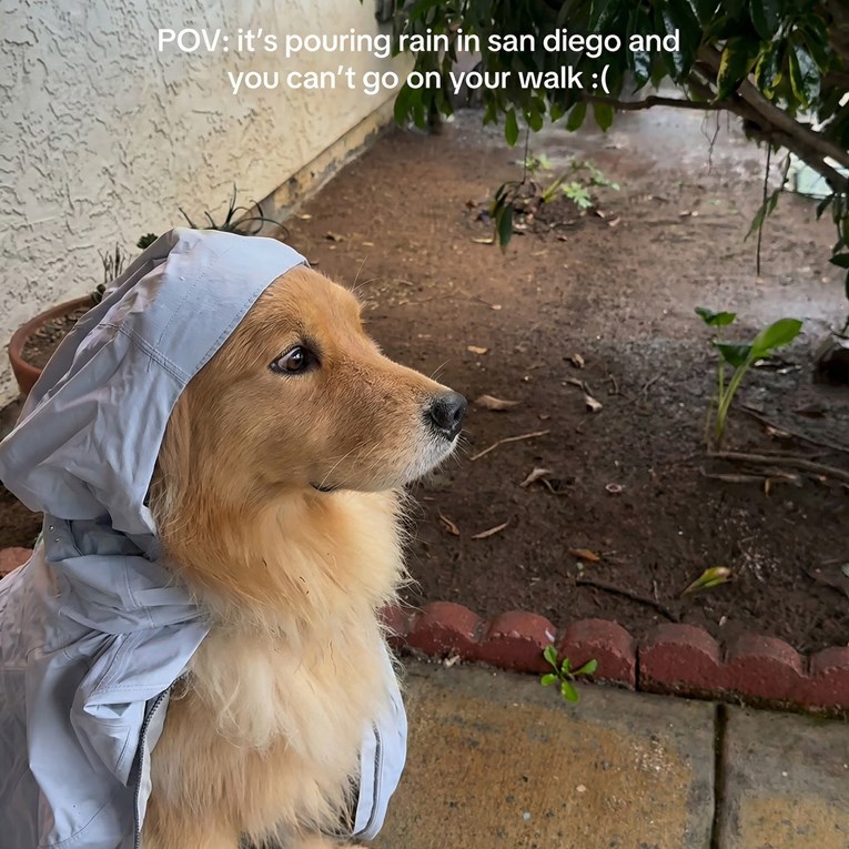 Kiša poremetila planove za šetnju jednom zlatnom retriveru. Jako se uvrijedio