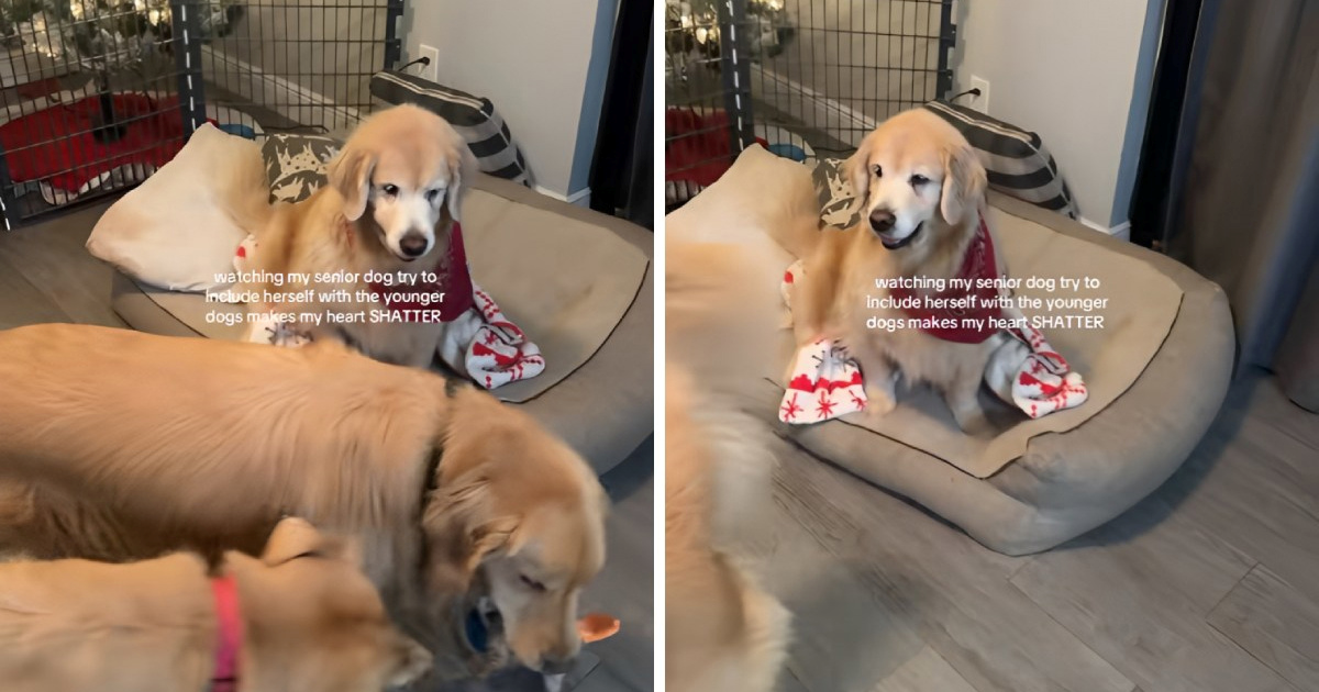 Video starije zlatne retriverice koja se igra s mlađim psima topi srca