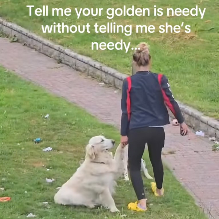 Zlatni retriver ne želi trčati ili igrati se vani, pogledajte kako traži pozornost