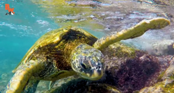 "Jezivo": Mogli biste se prestraviti kad vidite usta morske kornjače iznutra