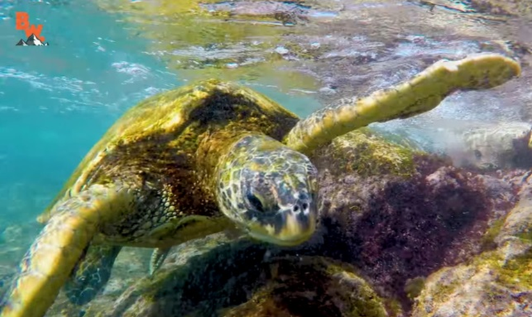 "Jezivo": Mogli biste se prestraviti kad vidite usta morske kornjače iznutra