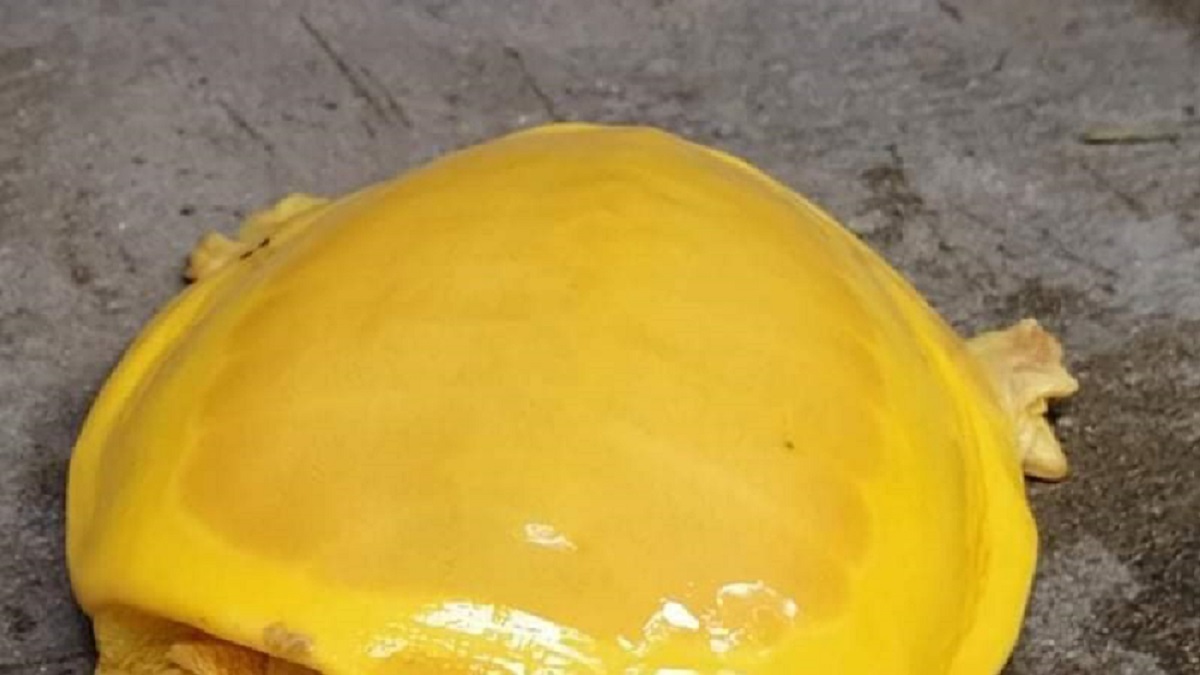 Ne, ovo nije sir u cheeseburgeru, ovo je životinja. Možete li pogoditi koja?