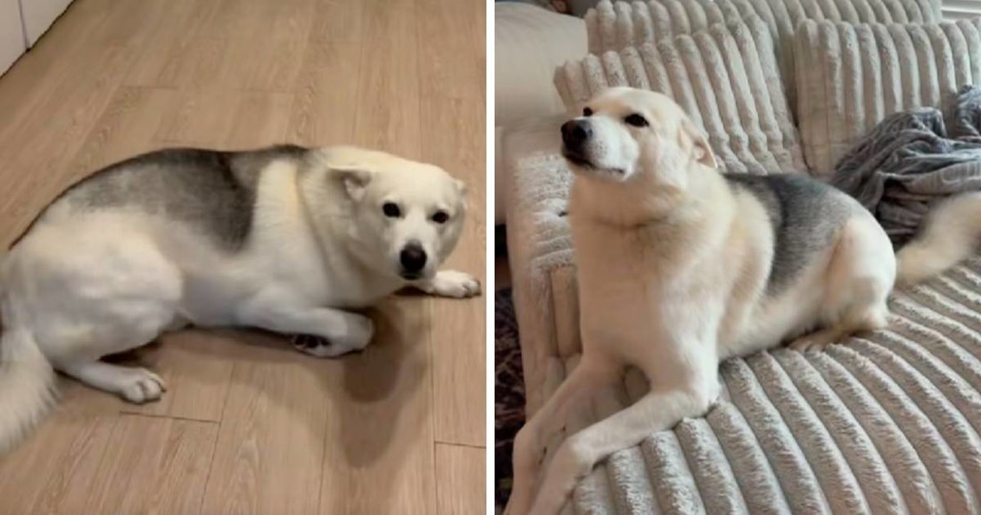 Kad je vlasnica došla kući, pas se čudno ponašao. Odmah je znala da je nešto napravio