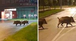 VIDEO U zagrebačkoj Dubravi snimljene divlje svinje