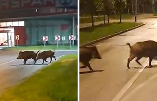U Zagrebu sve više divljih svinja. Ravnatelj zoološkog: Ne radite selfie s njima