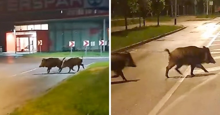 VIDEO U Zagrebu snimljene divlje svinje