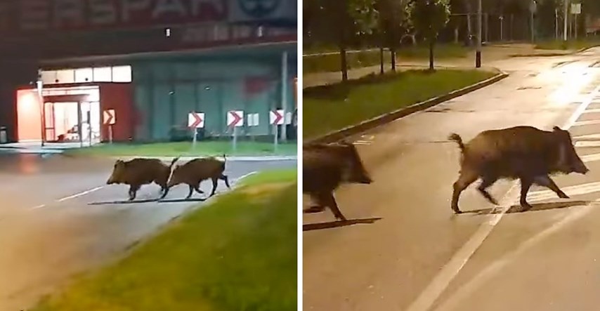 VIDEO U zagrebačkoj Dubravi snimljene divlje svinje