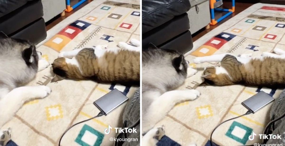 Interakcija psa i mačke nasmijala TikTok: "Ponašaju se kao muž i žena"