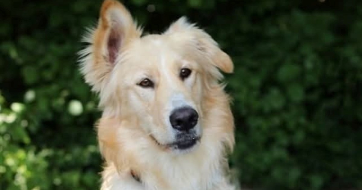 Bailey je pravi pseći maneken, pomozimo mu da što prije pronađe dom