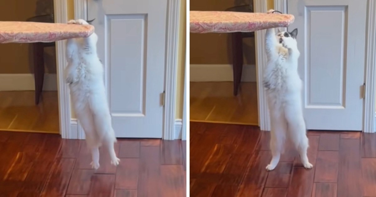 Mačak radi zgibove bolje od većine ljudi, snimka je postala viralni hit