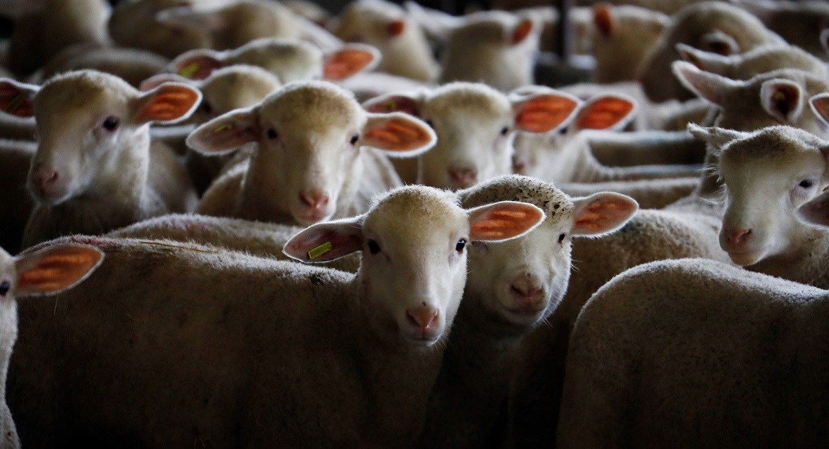 Španjolci su najveći proizvođač janjetine u EU. Suočavaju se s ogromnim problemima