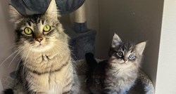 Nerazdvojni od početka: Maca iz skloništa i njen jedini mačić pronašli su svoj dom