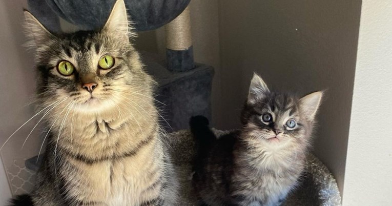 Nerazdvojni od početka: Maca iz skloništa i njen jedini mačić pronašli su svoj dom