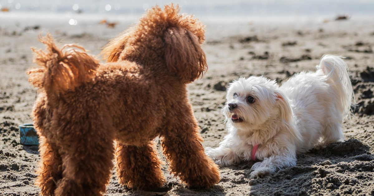 Dva preslatka psića privukla su pažnju na plaži u Splitu, pogledajte kako su uživali
