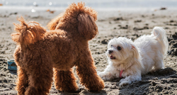 Dva preslatka psića privukla su pažnju na plaži u Splitu, pogledajte kako su uživali