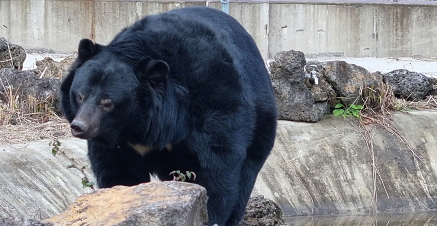 Škotski zoološki vrt udomio mrkog medvjeda koji je preživio rat u Ukrajini
