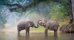Znanstvenici otkrili da slonovi samostalno stvaraju i uče nove glasove