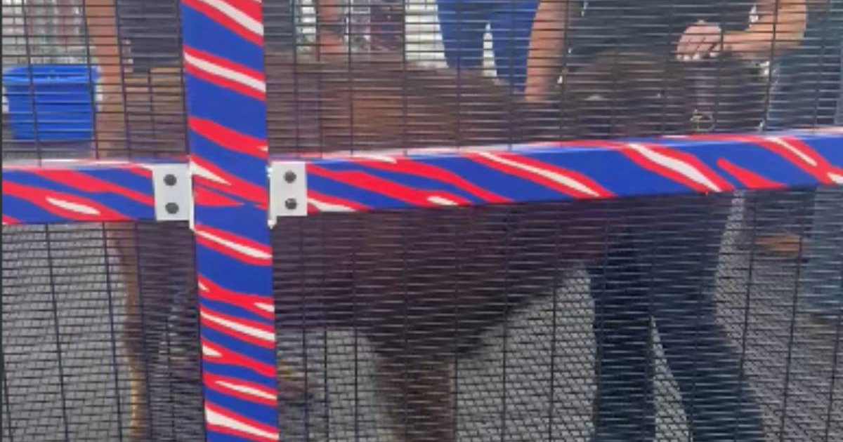 NFL klub doveo bizona na stadion. PETA: To je više od okrutnog