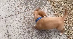 Reakcija šteneta koje je prvi put vidjelo kišu je neprocjenjiva