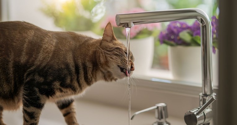 Zašto mačke vole piti vodu iz slavine?