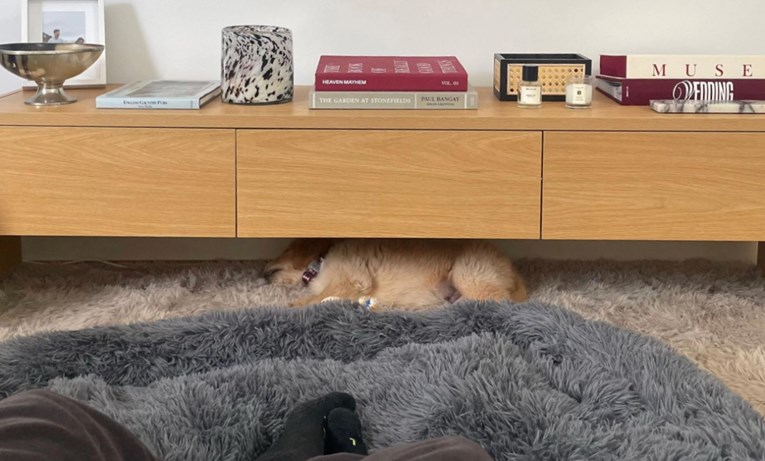 Vlasnica je zaplakala kada je shvatila zašto njezin pas spava ispod komode