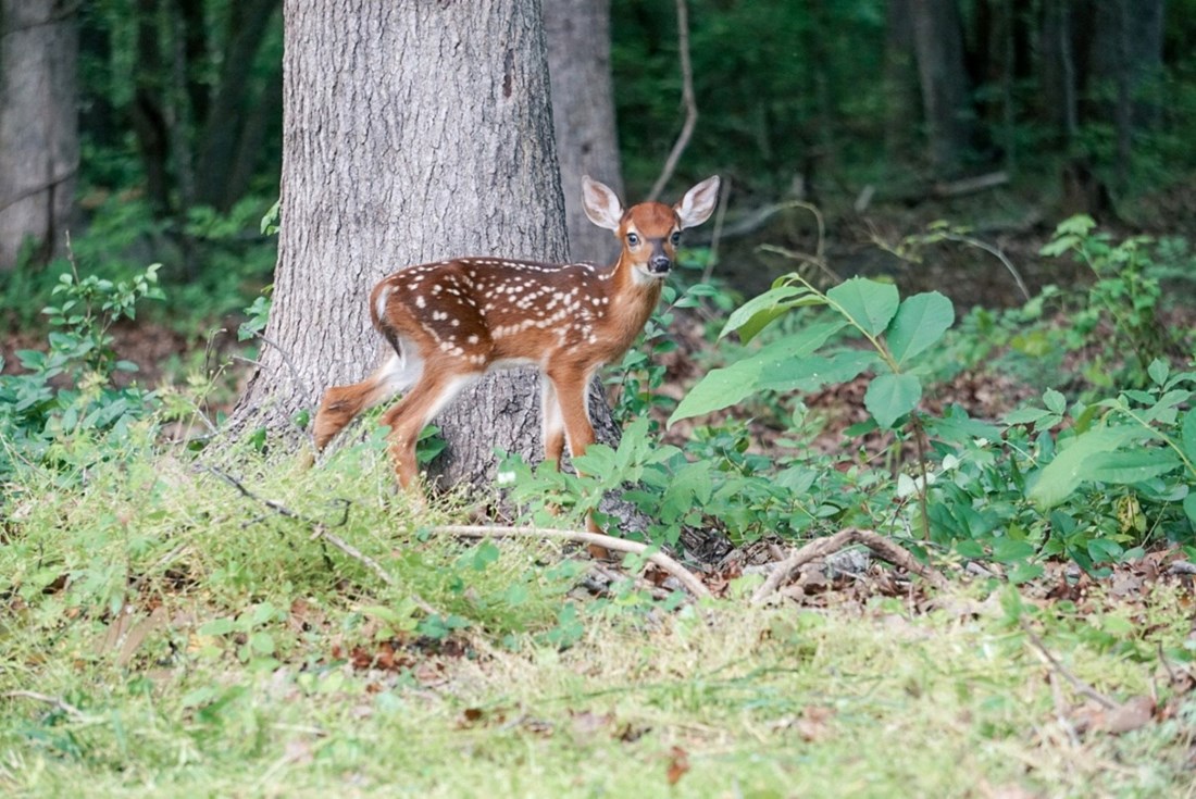 Lovci: Ne dirajte mladunce koje pronađete u prirodi