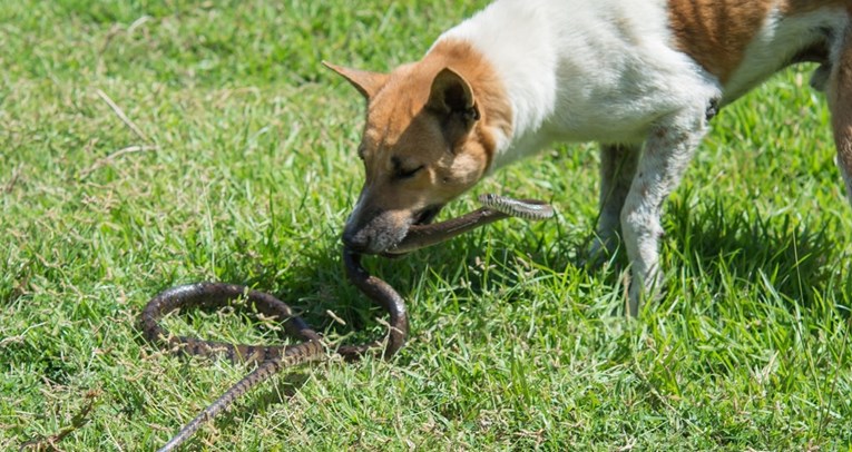 Što učiniti ako psa ugrize zmija?
