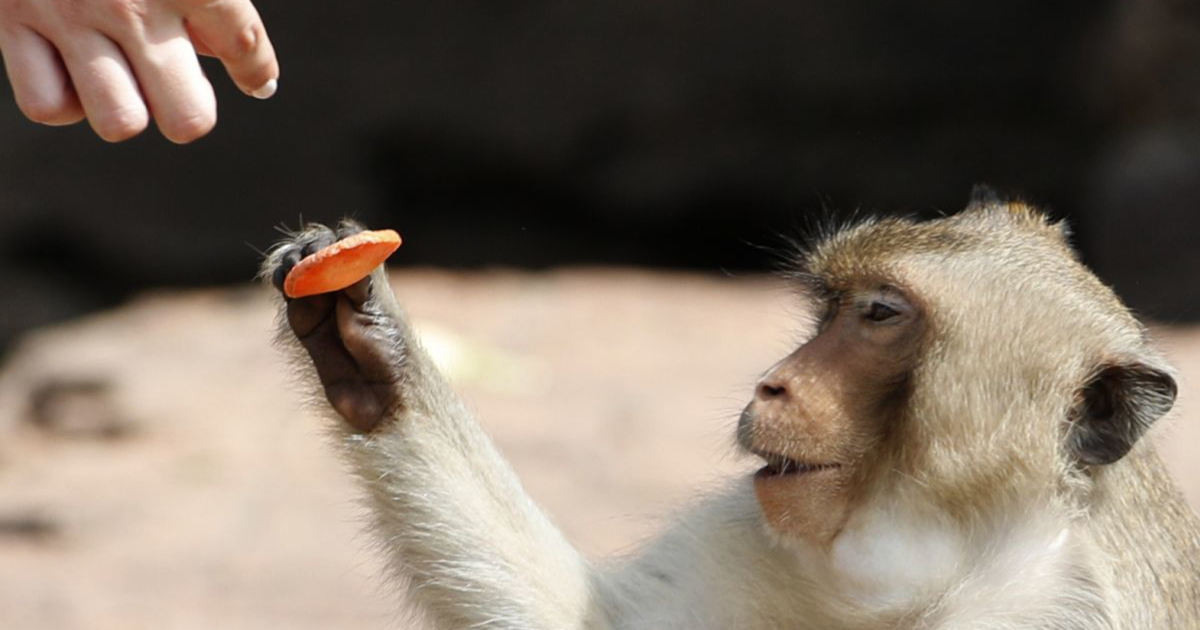 Gibraltarski majmuni jedu zemlju jer im turisti daju previše nezdrave hrane