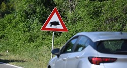 Za vikend u Istri šest vozača naletjelo na divlje životinje