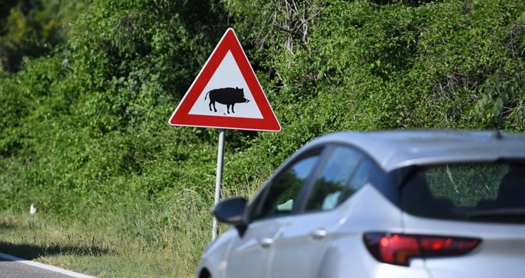 Za vikend u Istri šest vozila naletjelo na divljač