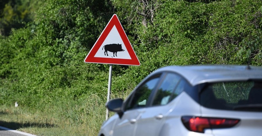 Za vikend u Istri šest vozača naletjelo na divlje životinje