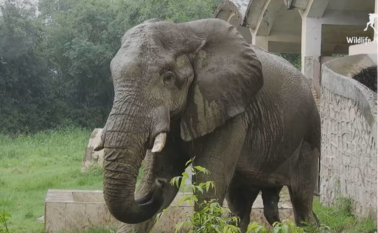 Tragičan kraj jedinog afričkog slona u zoološkom vrtu u Delhiju