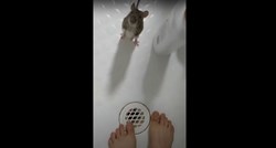 Video štakora kućnog ljubimca iznenadio ljude: "Kako je sladak"