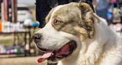 Turkmenistan slavi novi nacionalni praznik posvećen posebnoj pasmini pasa