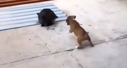 Slatki psić umislio da je zec pa je kopirao svog prijatelja