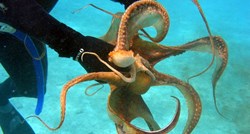 Hobotnica odvukla ronioca na dno oceana da mu pokaže tajanstveni predmet