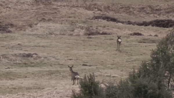 Zajedno se izgubili u šumi: U Gorskom kotaru nastale bajkovite snimke srne i srndaća