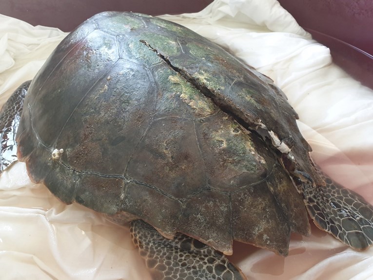Kod Malog Lošinja brodski propeler ozlijedio glavatu želvu, uginula je