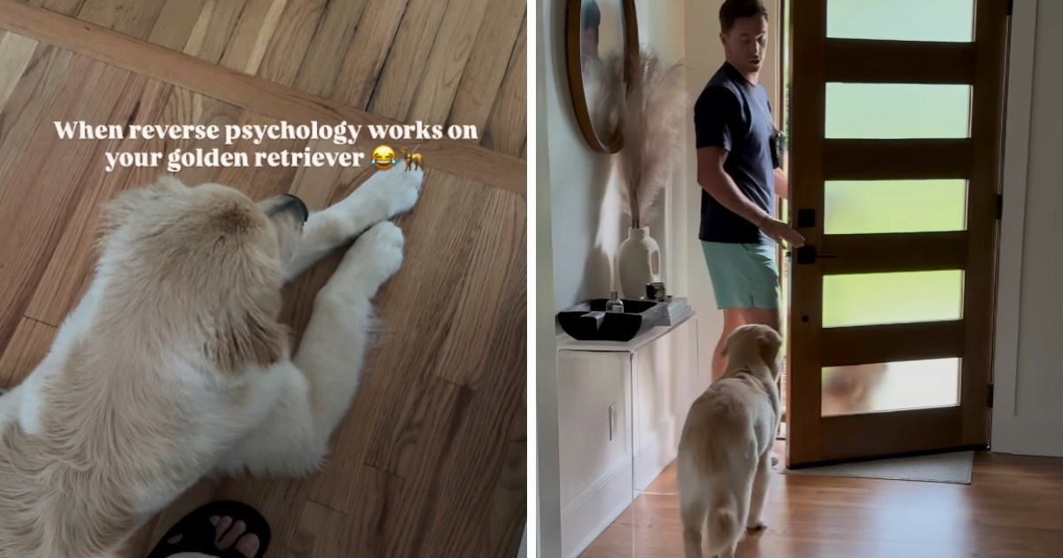 Zlatni retriver odbijao je nositi oprsnicu. Trik njegovog vlasnika oduševio mnoge