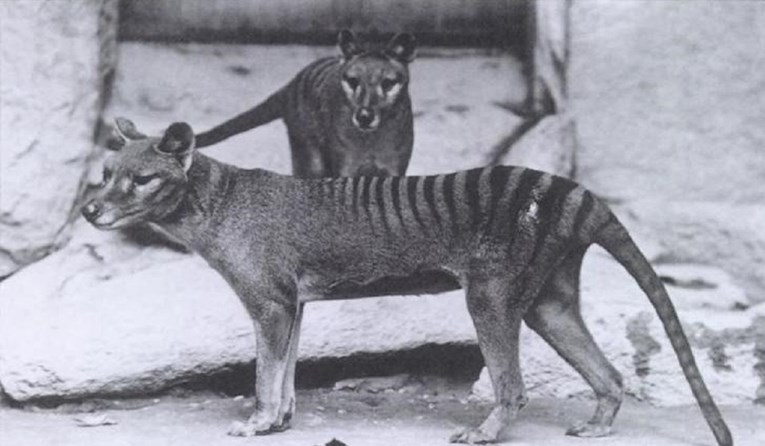 Znanstvenici uspjeli dobiti RNA tasmanskog tigra, životinje izumrle prije 87 godina