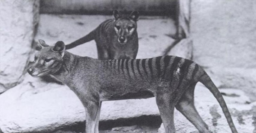 Znanstvenici uspjeli dobiti RNA tasmanskog tigra, životinje izumrle prije 87 godina