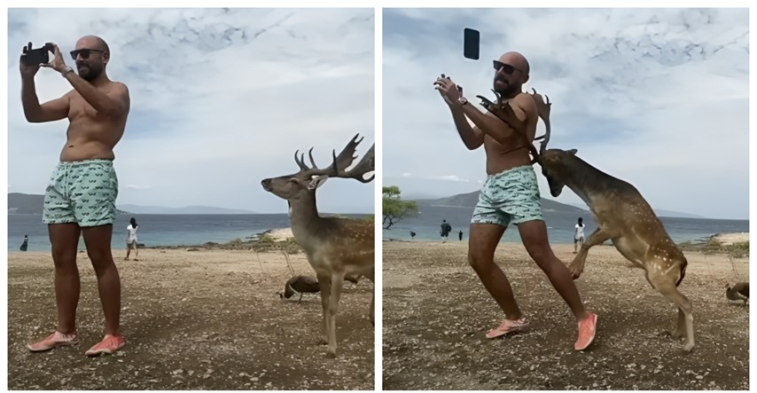 VIDEO Turist pokušao snimiti selfie s jelenom, evo kako je to završilo