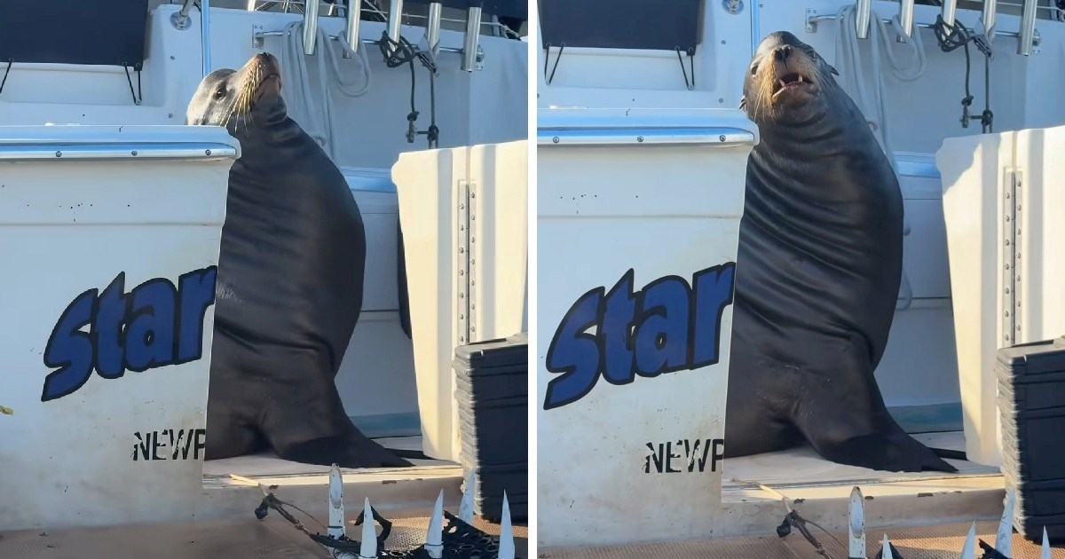 Morski lav zauzeo luksuznu jahtu i rikom otjerao prolaznike