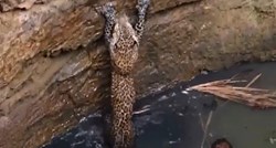 Leopardu su napravili ljestve i tako ga spasili od sigurne smrti u bunaru