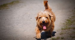 Šetnje tijekom vrućih dana uzrok su 74 posto ukupnog broja srčanih udara kod pasa