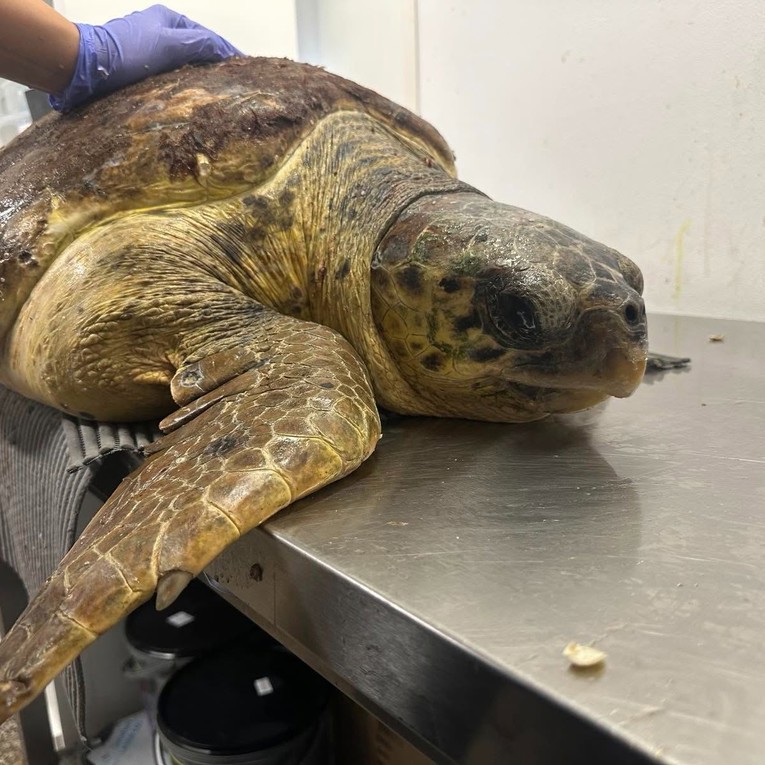 U Istri pronađena ozlijeđena glavata želva, stigla je u Oporavilište Aquariuma Pula