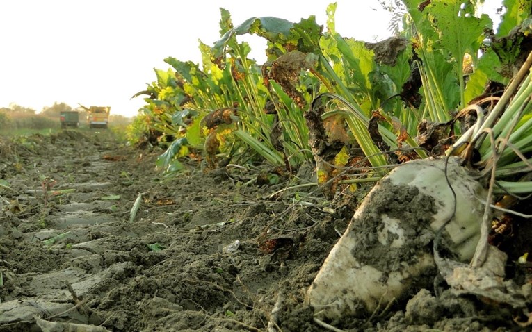 Kriza pogodila proizvođače šećerne repe, Ministarstvo im želi dati 30 milijuna kuna