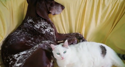 Snimili su čudo: Mačka se htjela maziti sa psom, a on učinio nešto presmiješno