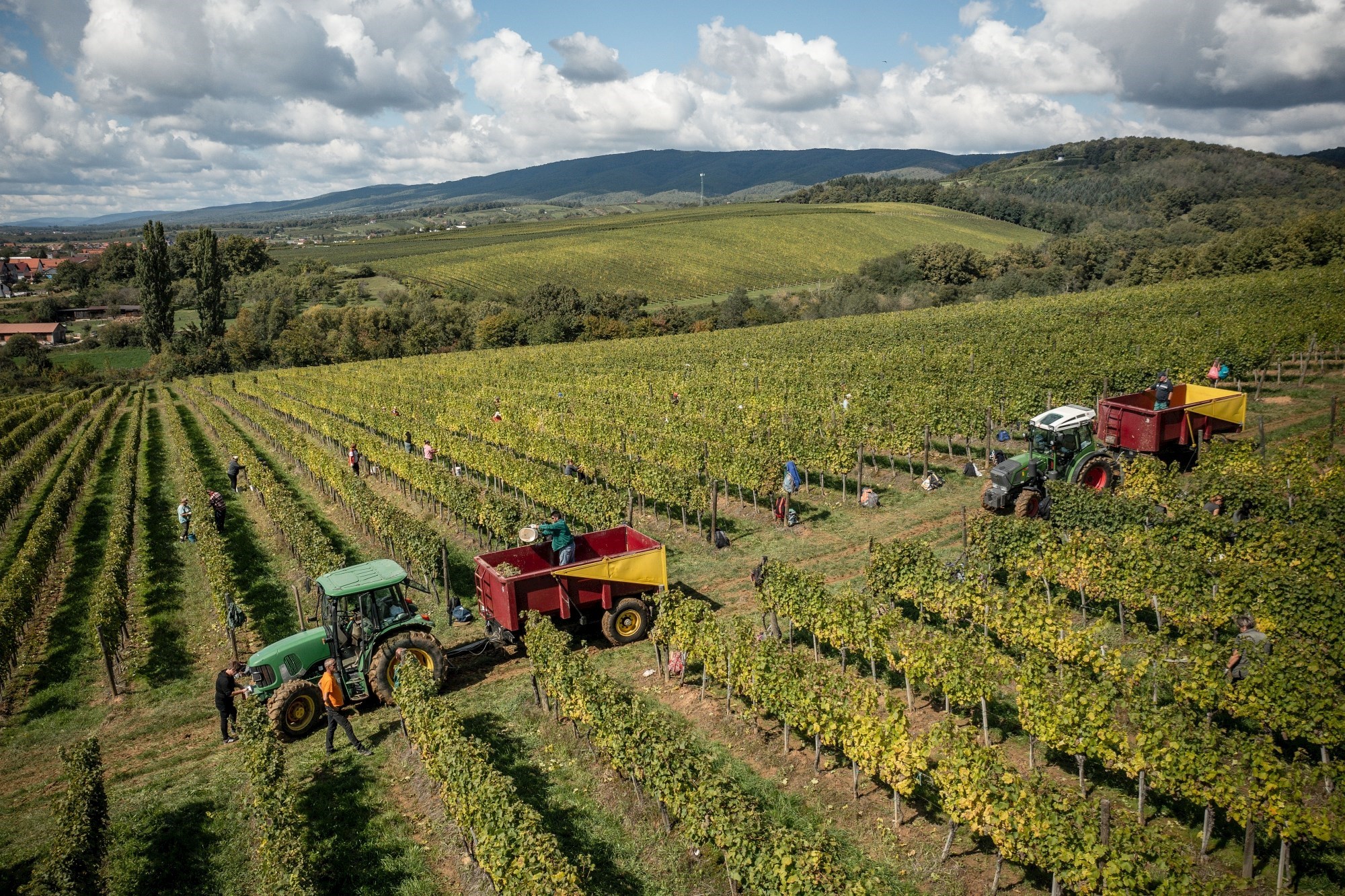 Počela je berba u najpoznatijoj hrvatskoj vinariji