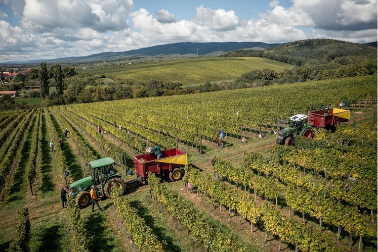 Počela je berba u najpoznatijoj hrvatskoj vinariji